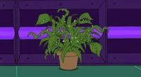 Plant Minion
