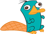 Perry the platypus