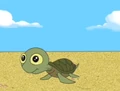 Young turtle