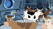 Cows inside the ship.jpg (207 KB)