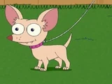 Pinky, der Chihuahua