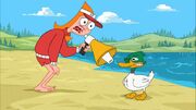 Candace yells at a duck