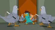 The pigeons capture Agent P.