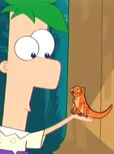 Ferb and Steve