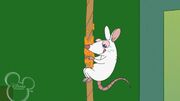 Mouse on the rope