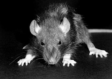 Rat.jpg
