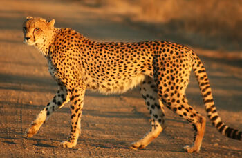 Cheetah Kruger