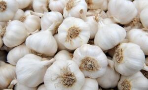 Garlic.jpg