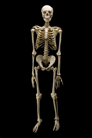 Skeleton