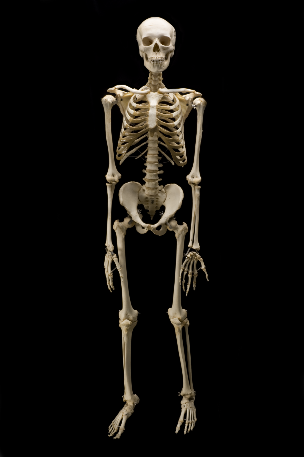 Скелет организации. Человечий скелет. Фотографии скелета человека.