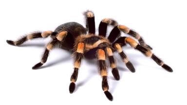 Spiders.jpg