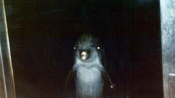 Creepy Dolphin.jpg