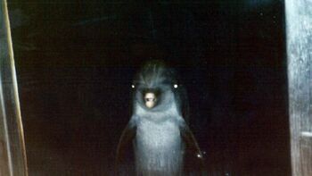 Creepy Dolphin