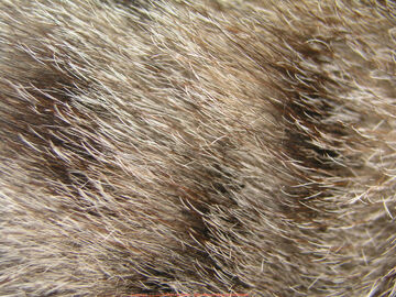 Cat Furs.jpg