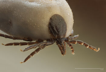 Ticks.jpg