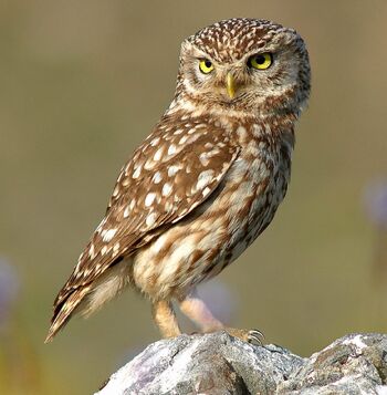 Athene noctua (cropped).jpg