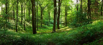 Forest.jpg