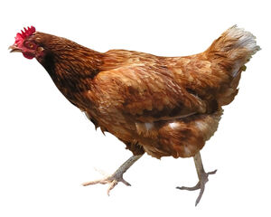 Chicken.jpg