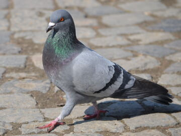 Pigeon.jpg
