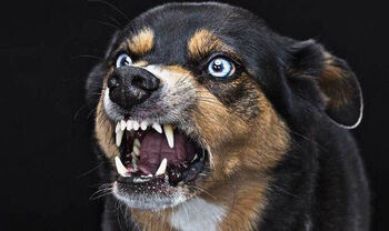 Rabies.jpg