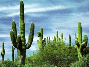 Cacti.jpg