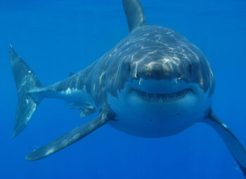 Shark.jpg