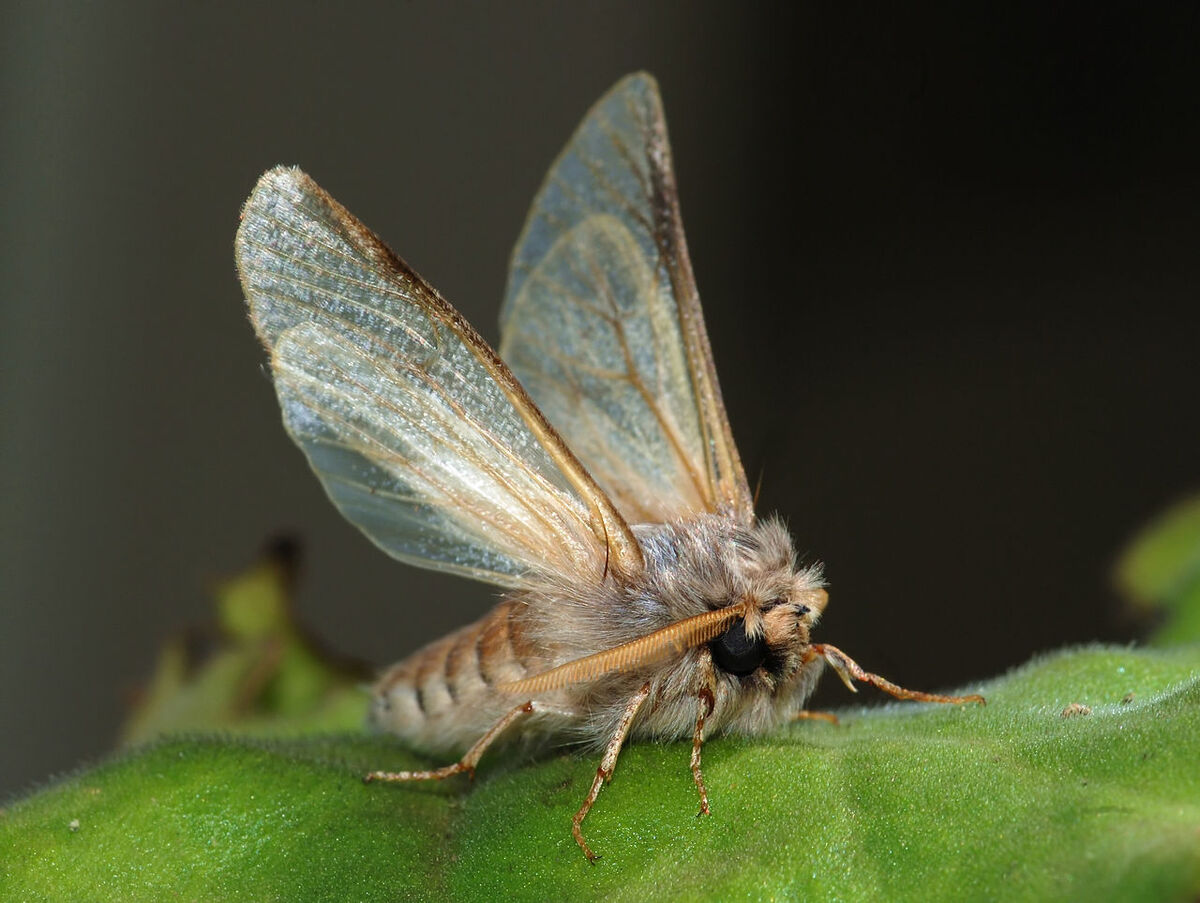 Lepidopterophobia: Fear of Butterflies and Moths