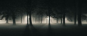 Dark Forest.jpg