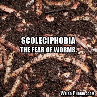 Scoleciphobia (So-leh-kee-pho-be-ah) is also known by other names like Vermiphobia and Helminthophobia. They all mean the persistent and irrational fear of worms. The word Scoleciphobia originates from Greek Scoleci meaning parasitic worms and phobos meaning deep dread or aversion. Helminthophobia is the secondary fear of one’s body being infested or attacked by worms (Helmintho is another Greek word for worms