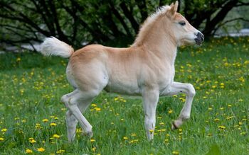 Ponies.jpeg