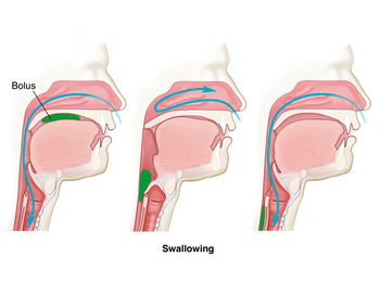 Swallowing