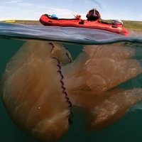 Scyphophobia Phobia Wiki Fandom Submechanophobia is a real thing and you almost definitely have it. scyphophobia phobia wiki fandom