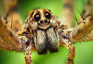 Spiders2.jpg