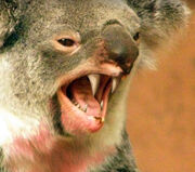 A Drop Bear