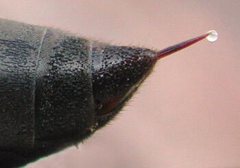 Wasp Stinger.jpg