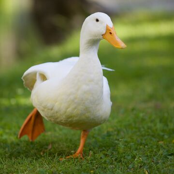 Duck2