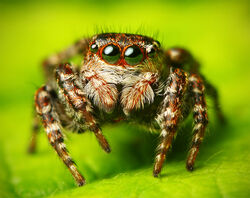 Flickr - Lukjonis - Jumping spider - Sitticus floricola (set of pictures).jpg