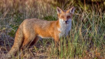 Red-fox-new-jersey-gty-jt-191119 hpMain 16x9 992