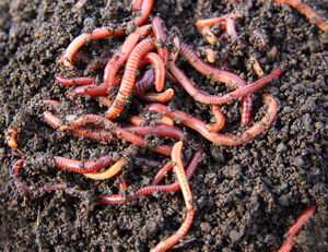 Worm.jpg