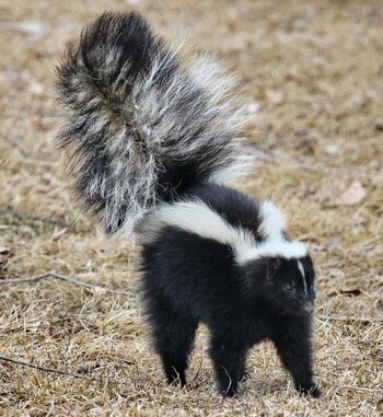 Skunk.jpg