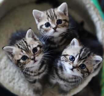 Cute-Three-Kitty