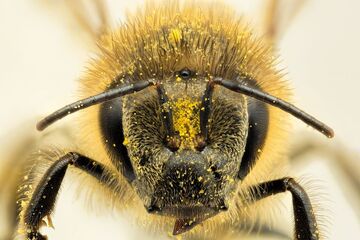 Honey Bee2