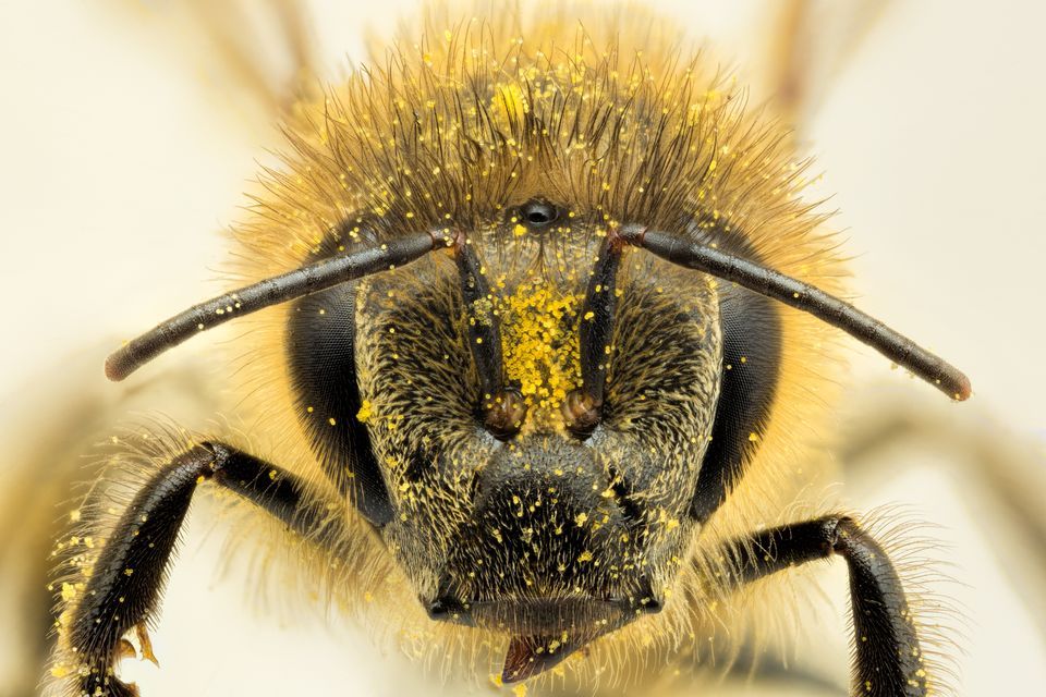 Honey - Wikipedia