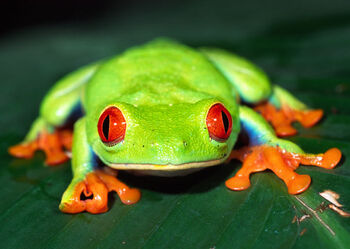 Red eyed tree frog