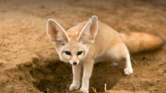 Animals hero fennec2