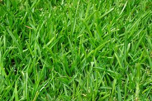 Grass.jpg