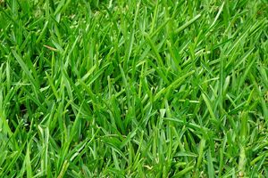 Grass