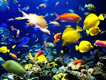 Fish.jpg