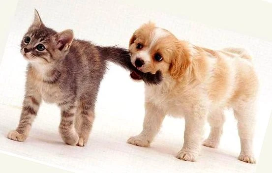 Тянуть кота за хвост | Хранилище Фраз | Fandom