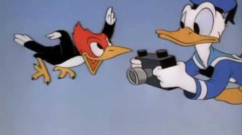 Donald Duck Donald Photographe 1941